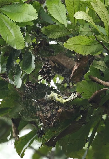 Panamanian Tyrannulet