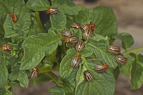 Colorado potato beetle