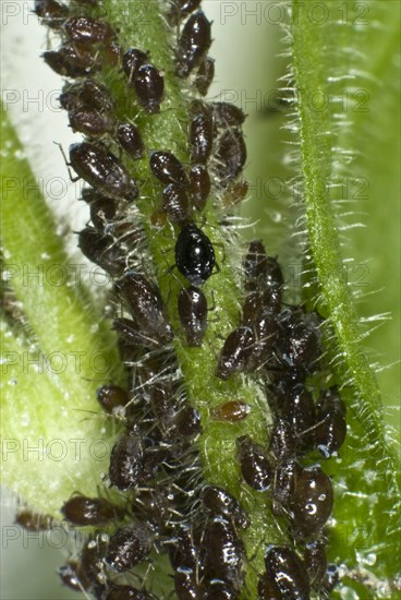 Aphids