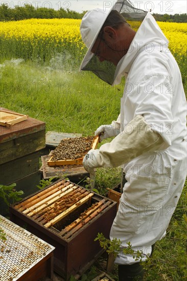 Professional beekeeping