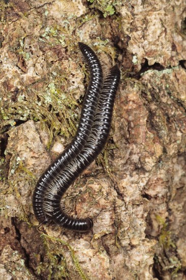 Black Millipede