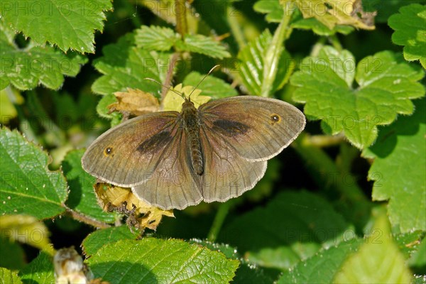 Meadow Brown