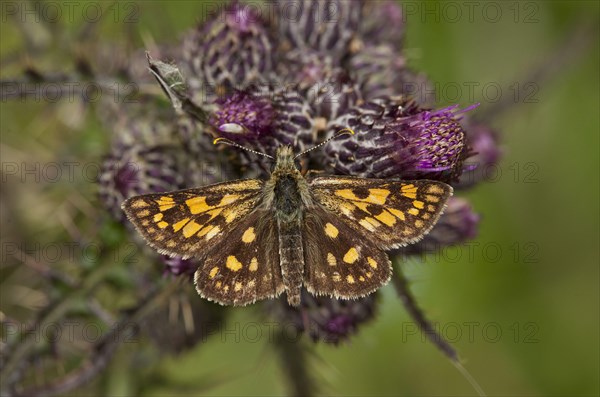 Chequered Skipper