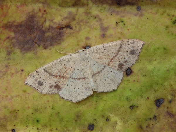 Dotted oak girdle moth