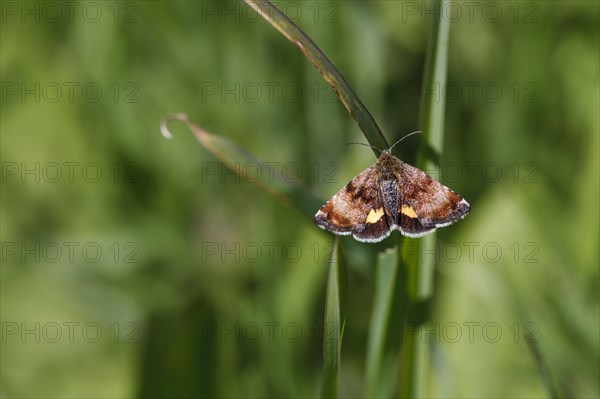 Small yellow underwing