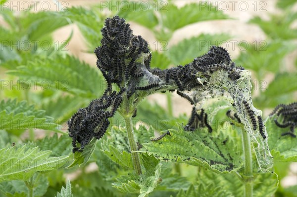 Small Tortoiseshell