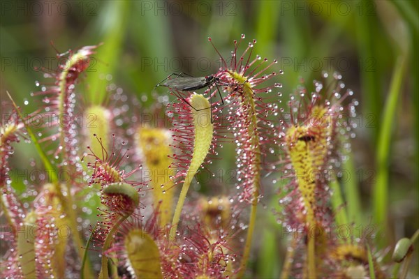 English sundew