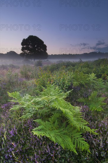 Bracken