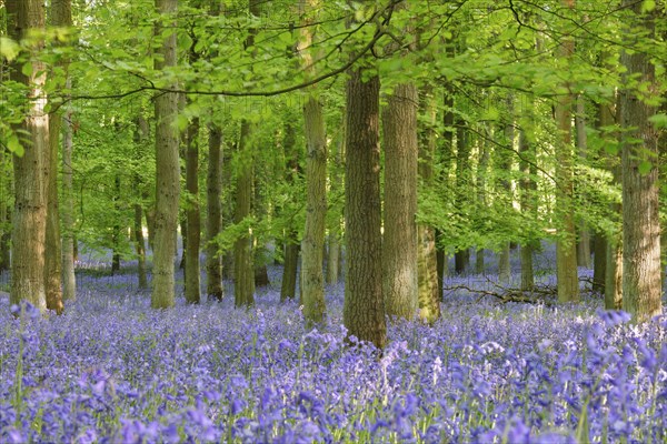 Bluebell