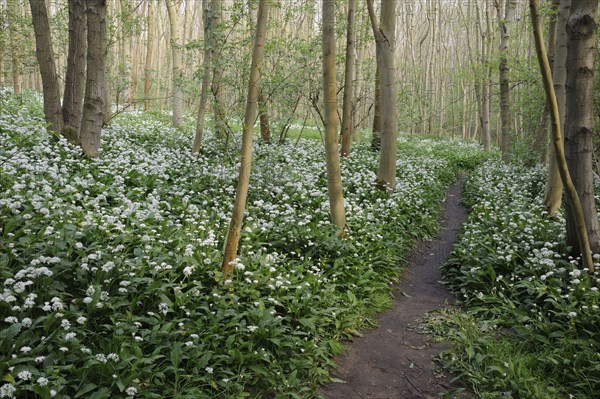 Ramsons