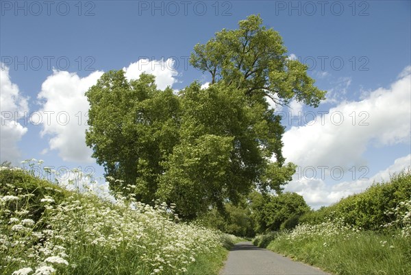 Black Poplar