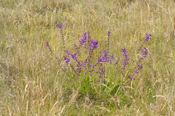 Meadow Clary