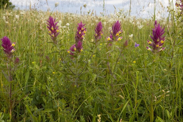 Flowering field cow-wheat