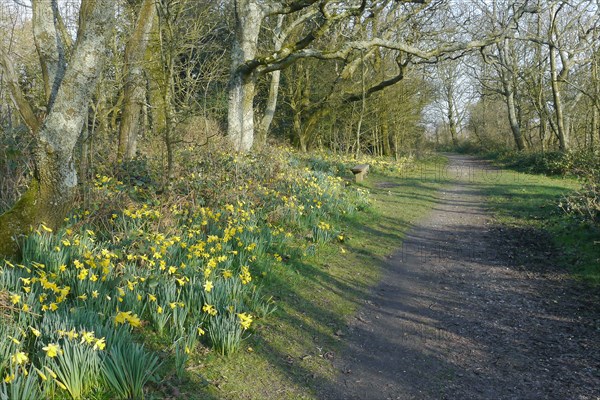 Wild Daffodil