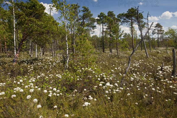 Labrador tea