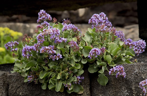 Rocky euphrophied sea lilac