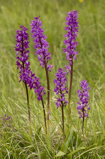 Early Purple Orchid