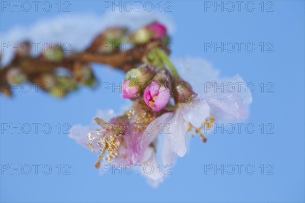 Rosebud Cherry