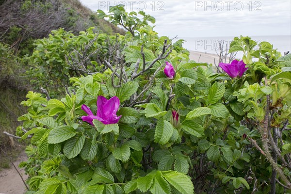 Japanese rugosa rose