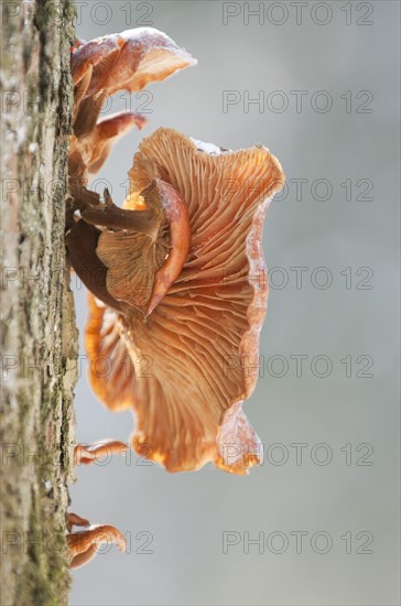 Flammulina