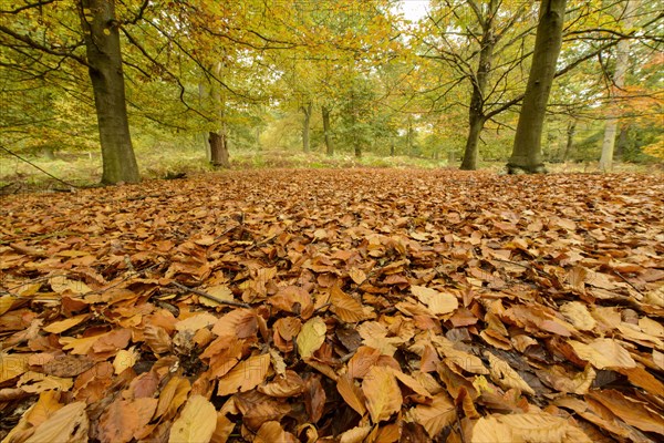 Common Beech