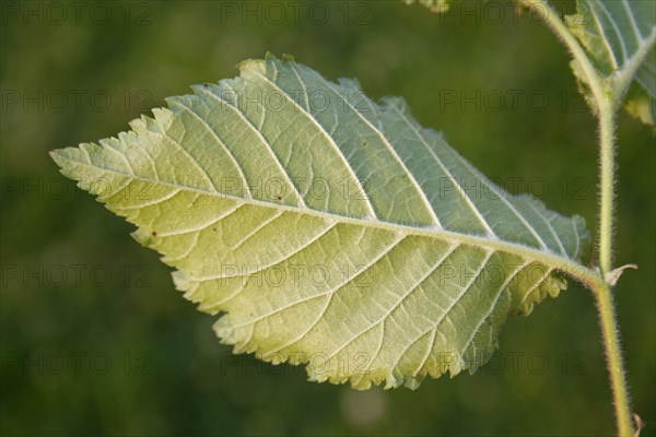 English Elm