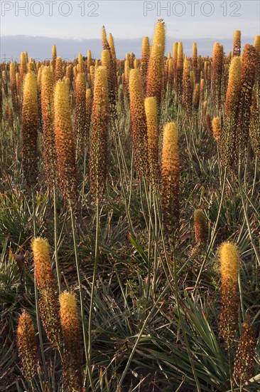 Foxtail lily