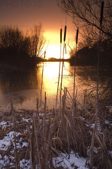 Sunset over reservoir with reeds on snowy bank