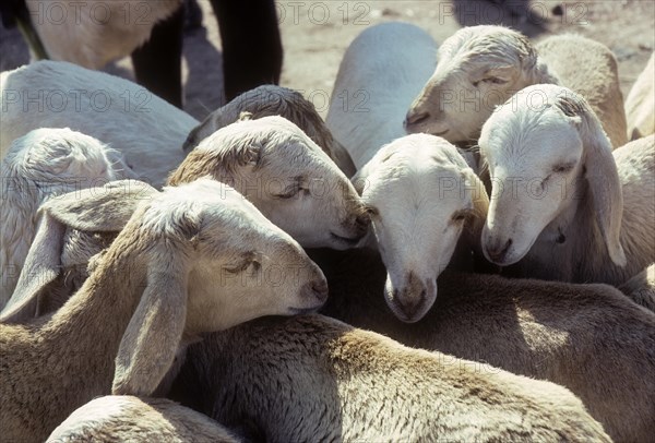 Flock of sheep for sale in Perundurai market near Erode