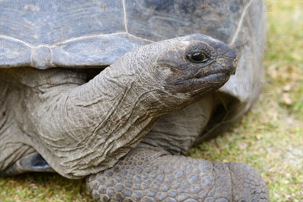 Aldabra giant tortoises