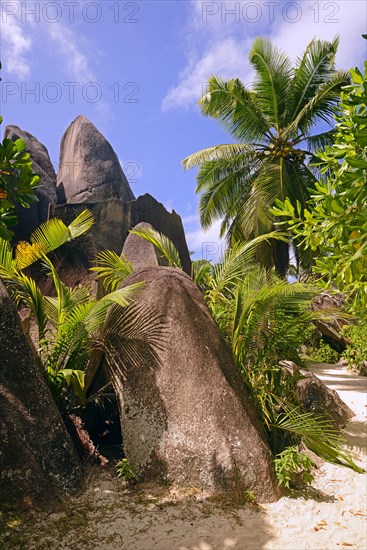 Palm trees and granite rocks on the dream beach Source d'Argent