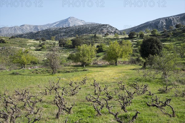 Vineyard near Agios Konstantinos