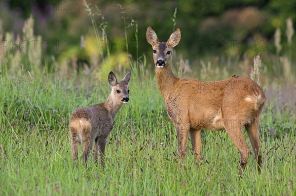 European roe deer