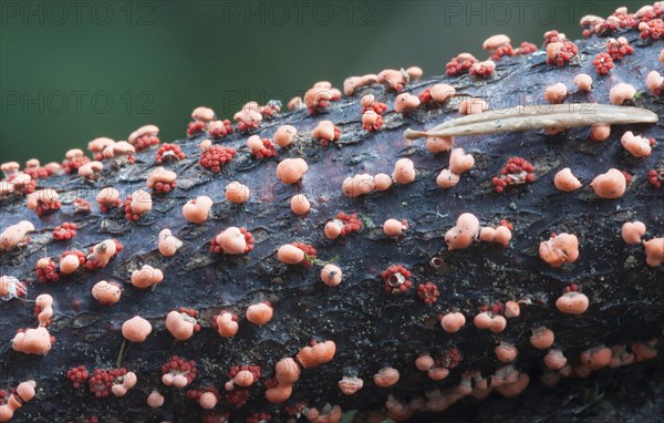 Vermilion pustule mushroom