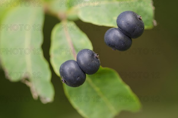 Black honeysuckle