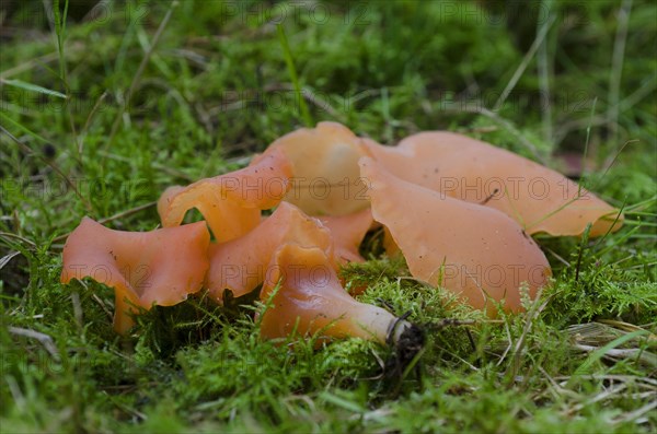 Flesh red jelly funnel