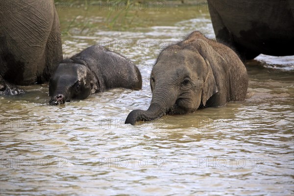 Asian sri lankan elephant