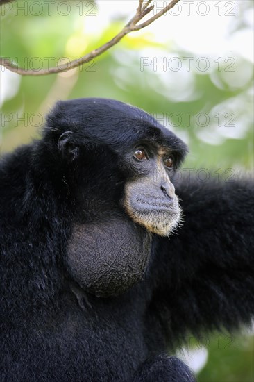 Siamang