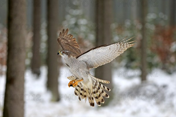 Northern goshawk