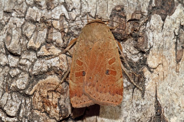 Broad-winged Banded Owl