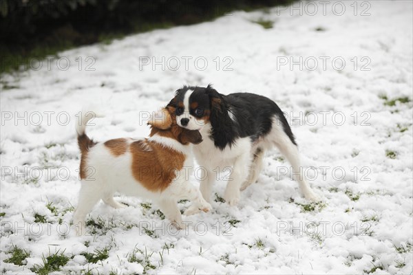 Cavalier King Charles Spaniel