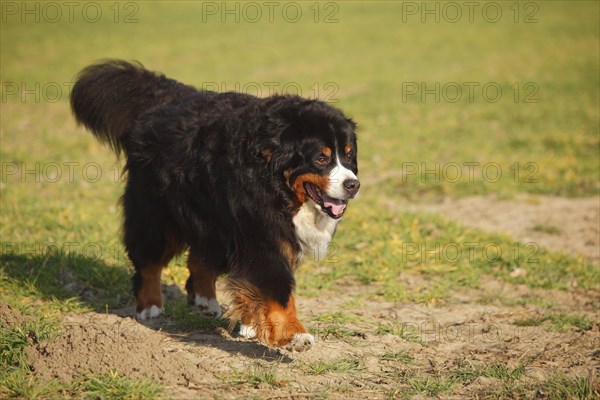 Bernese Mountain Dog