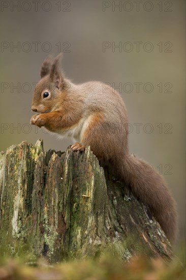 Eurasian red squirrel