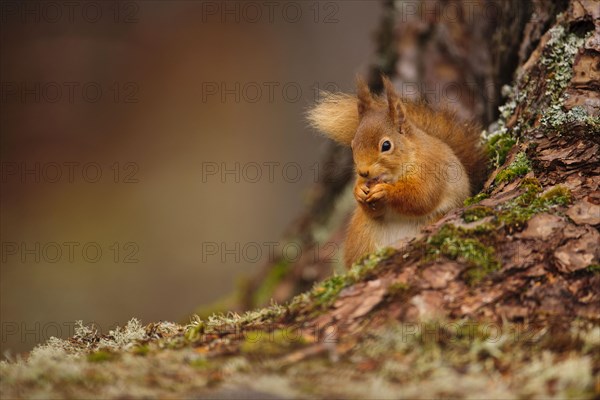 Eurasian red eurasian red squirrel