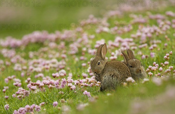 European rabbit