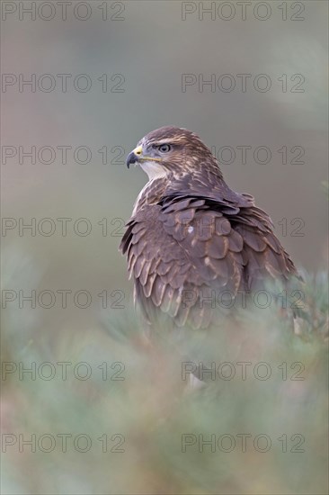 Common Buzzard