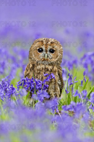 Tawny Owl