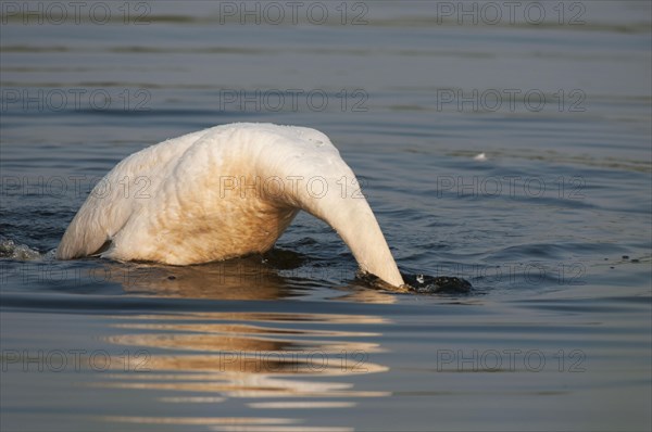 Mute Swan