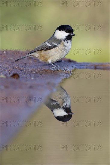 Coal Tit