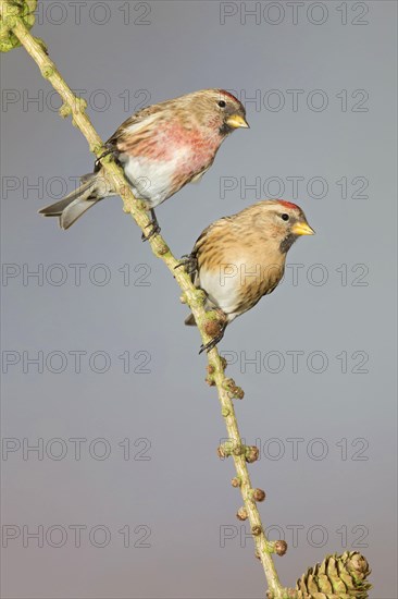 Lesser Redpoll